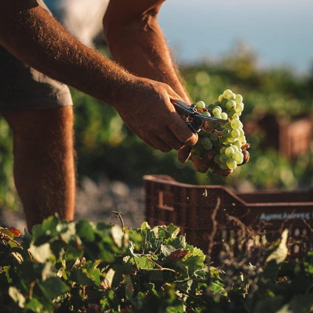 Vassaltis Vineyards