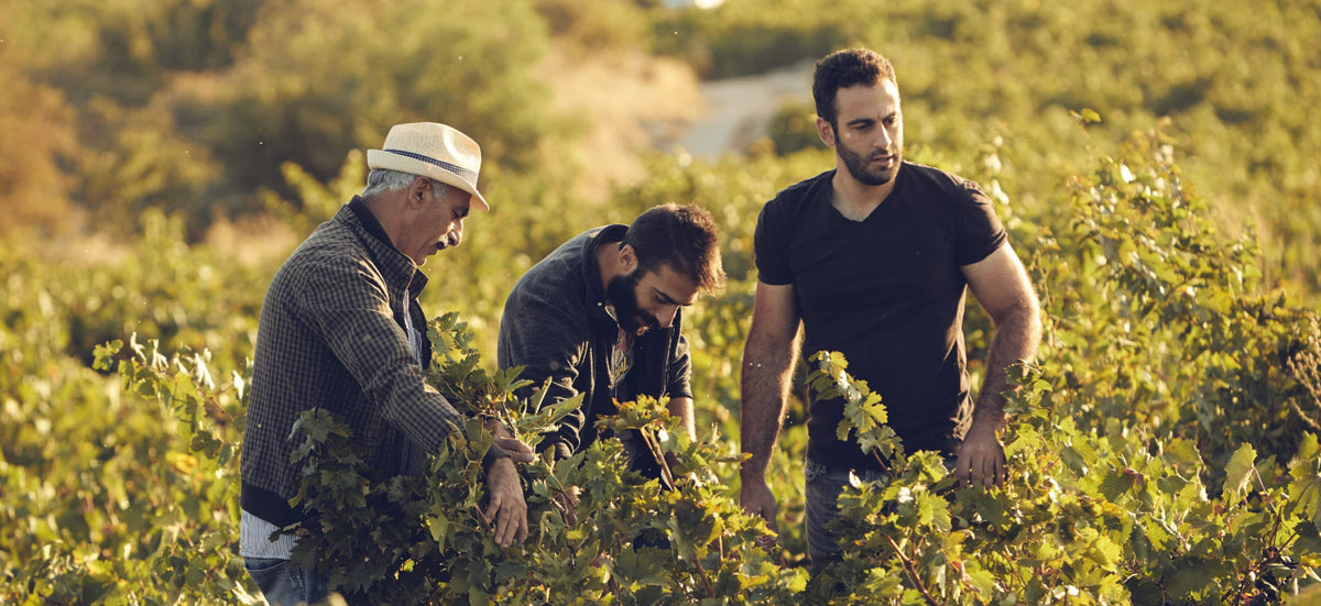 Vouni Panayia Winery