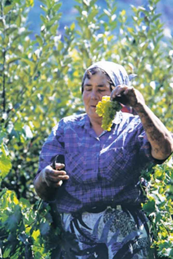 ΕΟΣ Σάμου