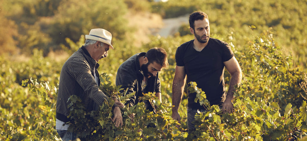 Vouni Panayia Winery